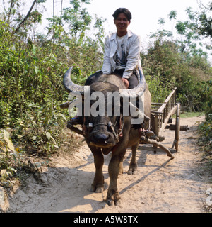 Local uomo seduto sul retro del bufalo indiano di acqua in ambiente rurale,Muang cantare,Nord del Laos. Foto Stock