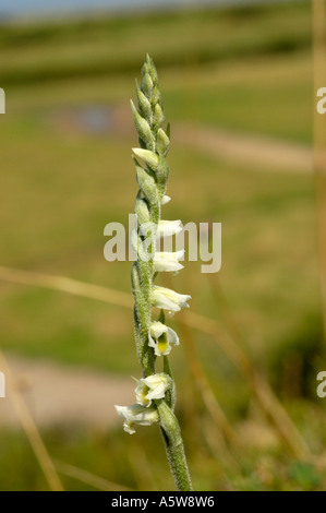 Autunno Lady's-tresses, Spiranthes spiralis Foto Stock