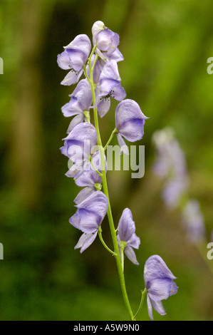 Monk's-cofano, Aconitum napellus Foto Stock