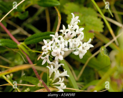 Squinancywort, asperula cynanchica Foto Stock