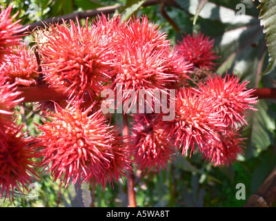 Fiore coccolone sfere di testa di Ricinus communis o olio di ricino pianta che è velenoso maneggiare con cura Wiltshire, Inghilterra UK UE Foto Stock