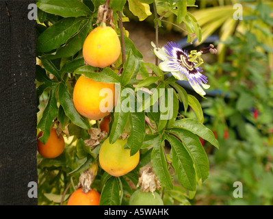 Passiflora caerulea fiore e frutto della passione sulla stessa pianta in autunno in Inghilterra UK UE Foto Stock