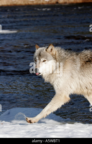 Lupo di legname in esecuzione nella neve lungo le sponde di un fiume nel nord del Minnesota Foto Stock