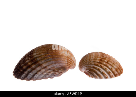 Due coste di gusci di molluschi isolato su uno sfondo bianco Foto Stock