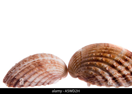 Due coste di gusci di molluschi isolato su uno sfondo bianco Foto Stock