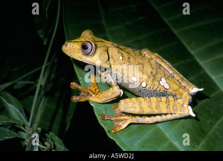 Mappa raganella Hyla geographica Hylidae adulto attivo durante la notte nella foresta pluviale del Brasile Foto Stock