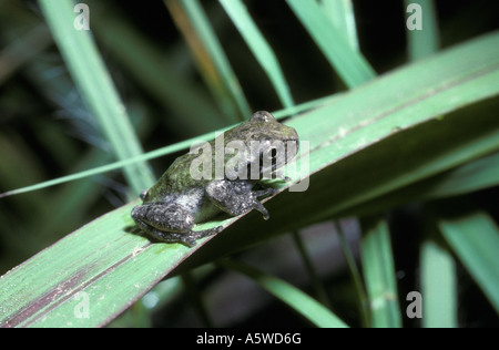 Grigio raganella Hyla chrysocelis Hylidae sulla vegetazione accanto a una foresta fiume S Carolina USA Foto Stock