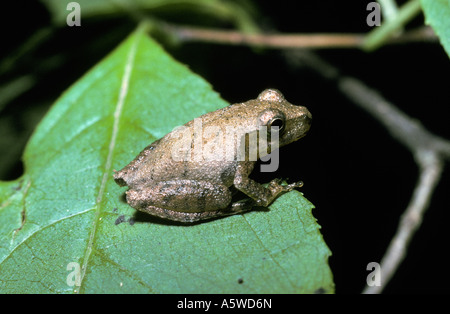 Molla rana peeper Pseudacris senape Hylidae sulla vegetazione accanto a una foresta fiume S Carolina USA Foto Stock