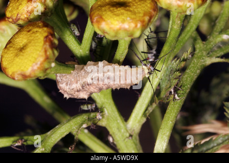 Hover fly Syrphus ribesii Syrphidae larva di mangiare un afide tansy Macrosiphionella tanacetaria REGNO UNITO Foto Stock