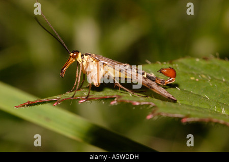 Scorpione comune volare maschio Panorpa communis Panorpidae REGNO UNITO Foto Stock