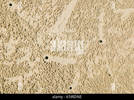 Texture su di una spiaggia di sabbia fatta dal gorgogliatore granchi Foto Stock