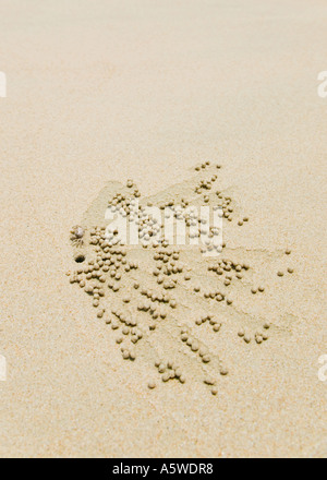 Il granchio di sabbia creazione di motivi vicino esso s foro su una spiaggia mediante laminazione di centinaia di piccole sfere di sabbia Foto Stock