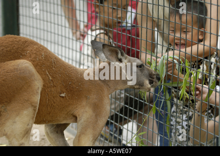 China Beijing Zoo bambini e sua madre alimentando un canguro nella sua gabbia Foto Stock