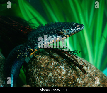 Presenta verrucosa Newt / Europea tritone crestato Foto Stock