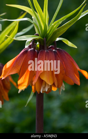 Fritillaria imperialis, Crown imperial shot in ambiente naturale Foto Stock