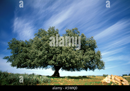 Vecchia Quercia Foto Stock
