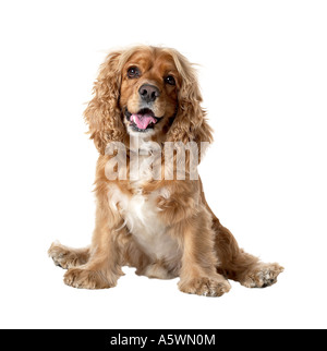 Cocker Spaniel dog sitter su ritratto guardando la silhouette della fotocamera Foto Stock