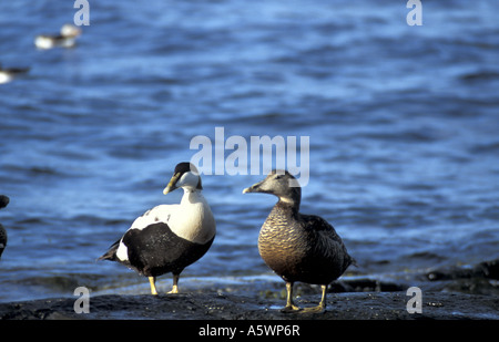 Maschio e femmina eider anatre sull'esterno farne isole al largo della costa northumbrian Inghilterra Foto Stock