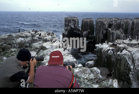 Fotografi di scattare foto dei Guillemots Uria aalge su scogliere sull'esterno isole farne Northumbria Regno Unito Giugno 2000 Foto Stock