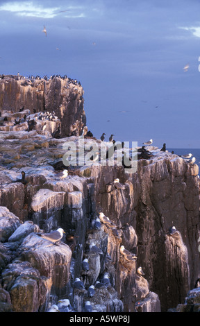 Shags e kittiwakes sulle scogliere interno isole farne northumberland al tramonto in Inghilterra Foto Stock