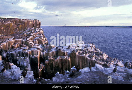 Shags e kittiwakes sulle scogliere interno isole farne northumberland al tramonto in Inghilterra Foto Stock