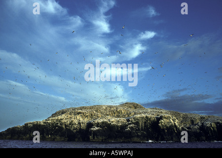 Sule nesting Grassholm sull isola a ovest della costa del Galles Gran Bretagna Foto Stock