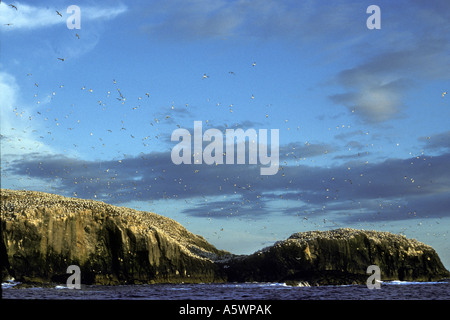 Sule nesting Grassholm sull isola a ovest della costa del Galles Gran Bretagna Foto Stock