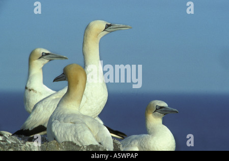 Sule nesting Grassholm sull isola a ovest della costa del Galles Gran Bretagna Foto Stock