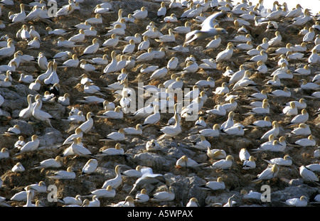 Sule nesting Grassholm sull isola a ovest della costa del Galles Gran Bretagna Foto Stock