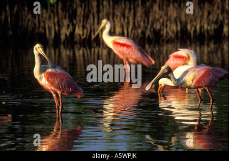 ROSEATE spatole Ajaia ajaja UN TIPO DI TRAMPOLIERI riposare in acqua palustre vicino all'estremità settentrionale della Florida Keys Foto Stock