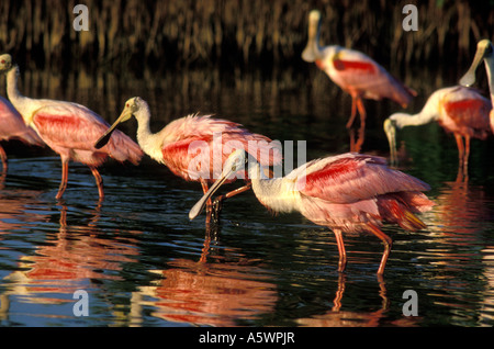 ROSEATE spatole Ajaia ajaja UN TIPO DI TRAMPOLIERI riposare in acqua palustre vicino all'estremità settentrionale della Florida Keys Foto Stock