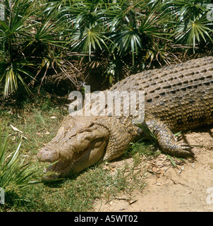 Coccodrillo di acqua salata (Crocodylus porosus), il Parco Nazionale Kakadu Territorio del Nord Australia Foto Stock