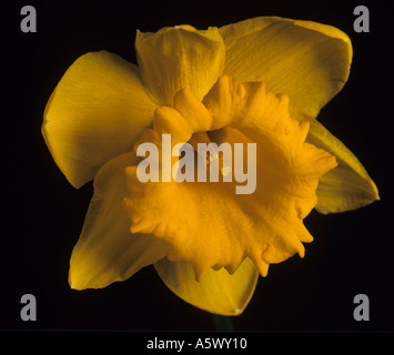 Unico Daffodil su sfondo nero Foto Stock