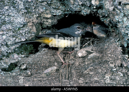 Gray Wagtail Motacilla cinerea alimentazione dei giovani Foto Stock