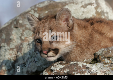 Baby Cougar recante su una roccia nel nord del Minnesota Foto Stock