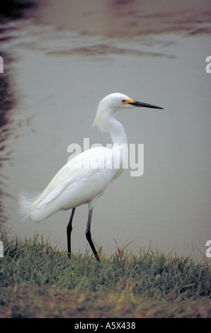 Grande o comuni o garzetta, Ardea alba, Ardeidi Ciconiformi Foto Stock