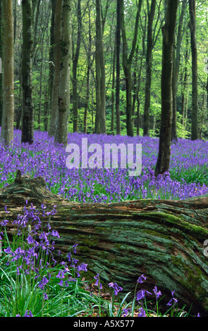 Caduto albero tronco giacente in un tappeto di Dorset Bluebells a boschi vicino Beaminster contea di Dorset England Regno Unito Foto Stock