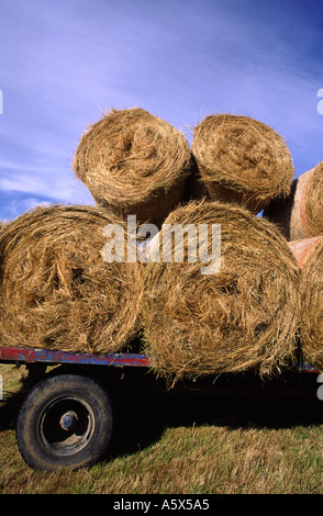 Il caricamento di una fattoria con rimorchio Round balle di fieno Dorset Estate Inghilterra REGNO UNITO Foto Stock