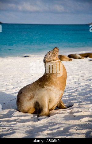 Un leone di mare si allunga nella serata d'oro del sole come altri laici intorno sulla spiaggia di Baia Gardner non influenzata dai turisti Foto Stock