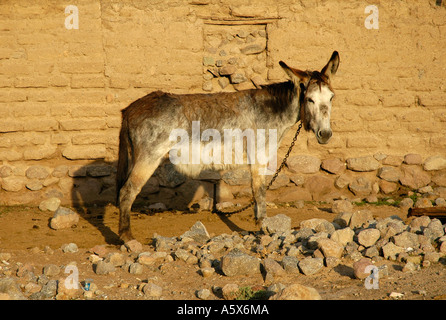 Asino, Putre, Cile, Sud America Foto Stock