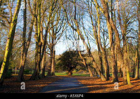 Alberi in Christchurch Park Ipswich Suffolk England Regno Unito Foto Stock