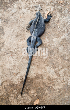 Vista aerea di un marine iguana assorbendo calore dal suolo Foto Stock