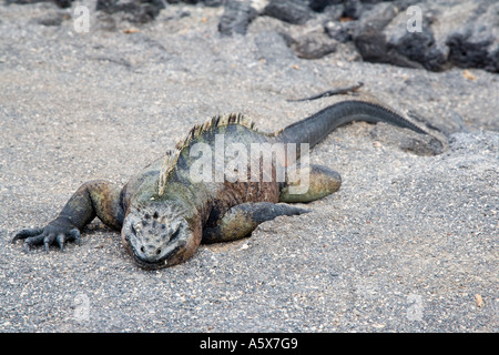 Un marine iguana assorbendo calore dal suolo Foto Stock