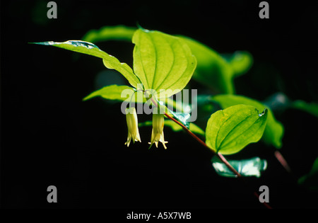 Fairy lanterne (Disporum smithii) Foto Stock