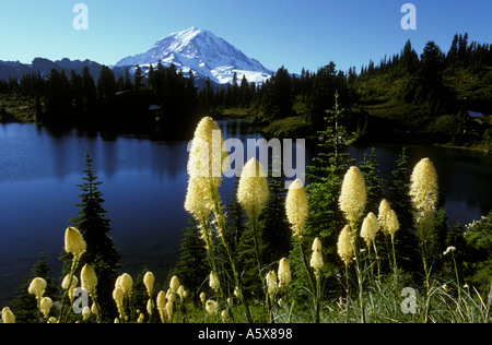 Il parco nazionale del monte Rainier BEARGRASS (Xerophyllum tenax) ed Eunice il Lago Washington STATI UNITI D'AMERICA Foto Stock