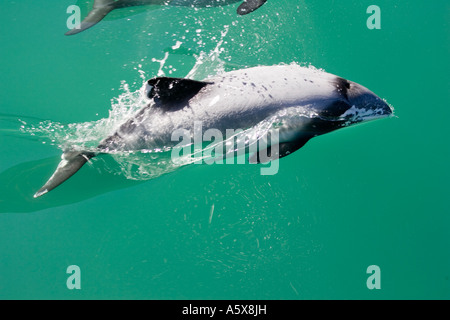 Ettari dolphin Cephalorhynchus hectori Akaroa Harbour Isola del Sud della Nuova Zelanda Foto Stock