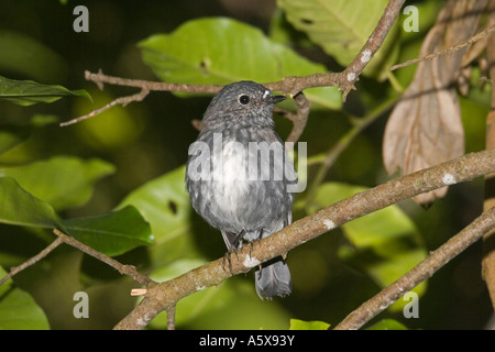 Isola del nord robin nome Maori Toutouwai Petroica australis longipes Kapiti Island Bird Sanctuary Nuova Zelanda Foto Stock