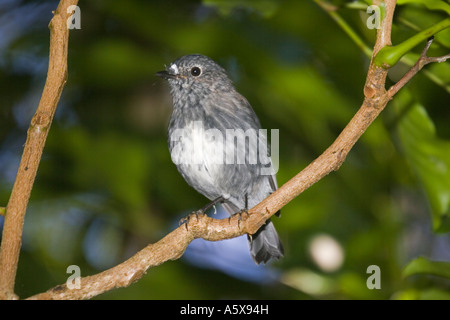 Isola del nord robin nome Maori Toutouwai Petroica australis longipes Kapiti Island Bird Sanctuary Nuova Zelanda Foto Stock