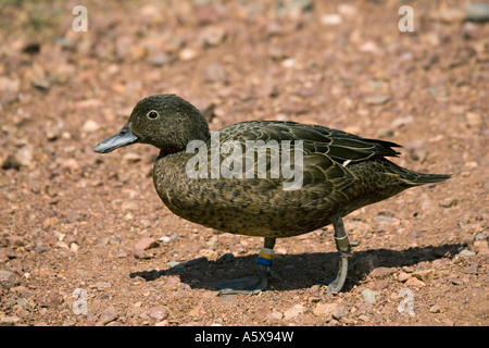 In via di estinzione Crtically Brown teal Pateke Maori Anas chlorotis Tiritiri Matangi isola nei pressi di Auckland Nuova Zelanda Foto Stock