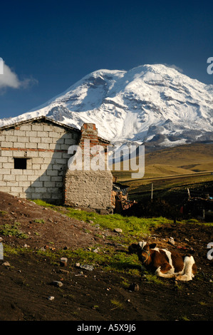 Latte di mucca e di capanne di Pulingue San Pablo, Pulingue San Pablo, Provincia del Chimborazo, Ecuador, Sud America Foto Stock